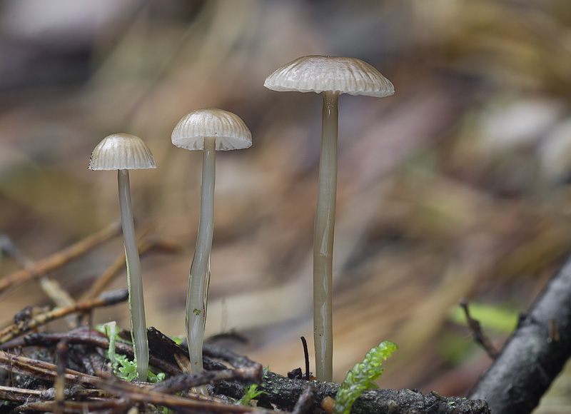 Mycena clavicularis